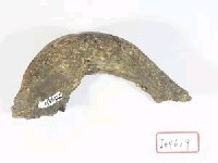 藏品(動物骨化石)的圖片
